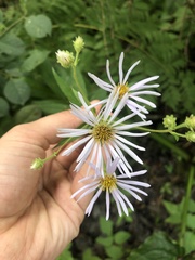 Eurybia