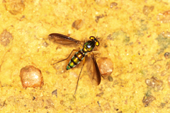 Chrysosoma