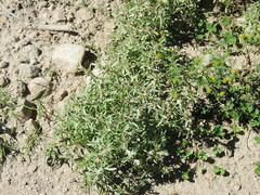 Gnaphalium uliginosum