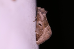 Plagiomimicus pityochromus