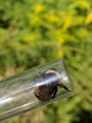 Bombus terricola