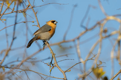 Schistochlamys ruficapillus