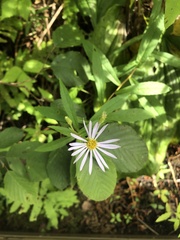Eurybia