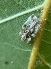 Corythucha juglandis