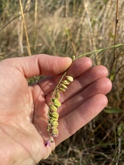 Polygala hottentotta