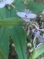 Tradescantia subaspera