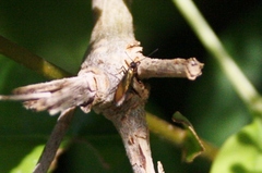 Micropterix calthella