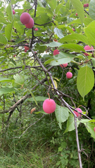 Prunus americana