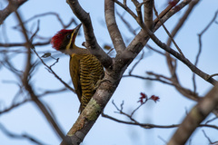 Piculus chrysochloros