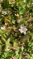 Claytonia