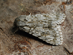 Acronicta aceris