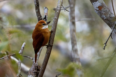 Megaxenops parnaguae