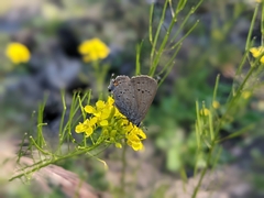 Satyrium californica