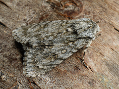 Acronicta aceris