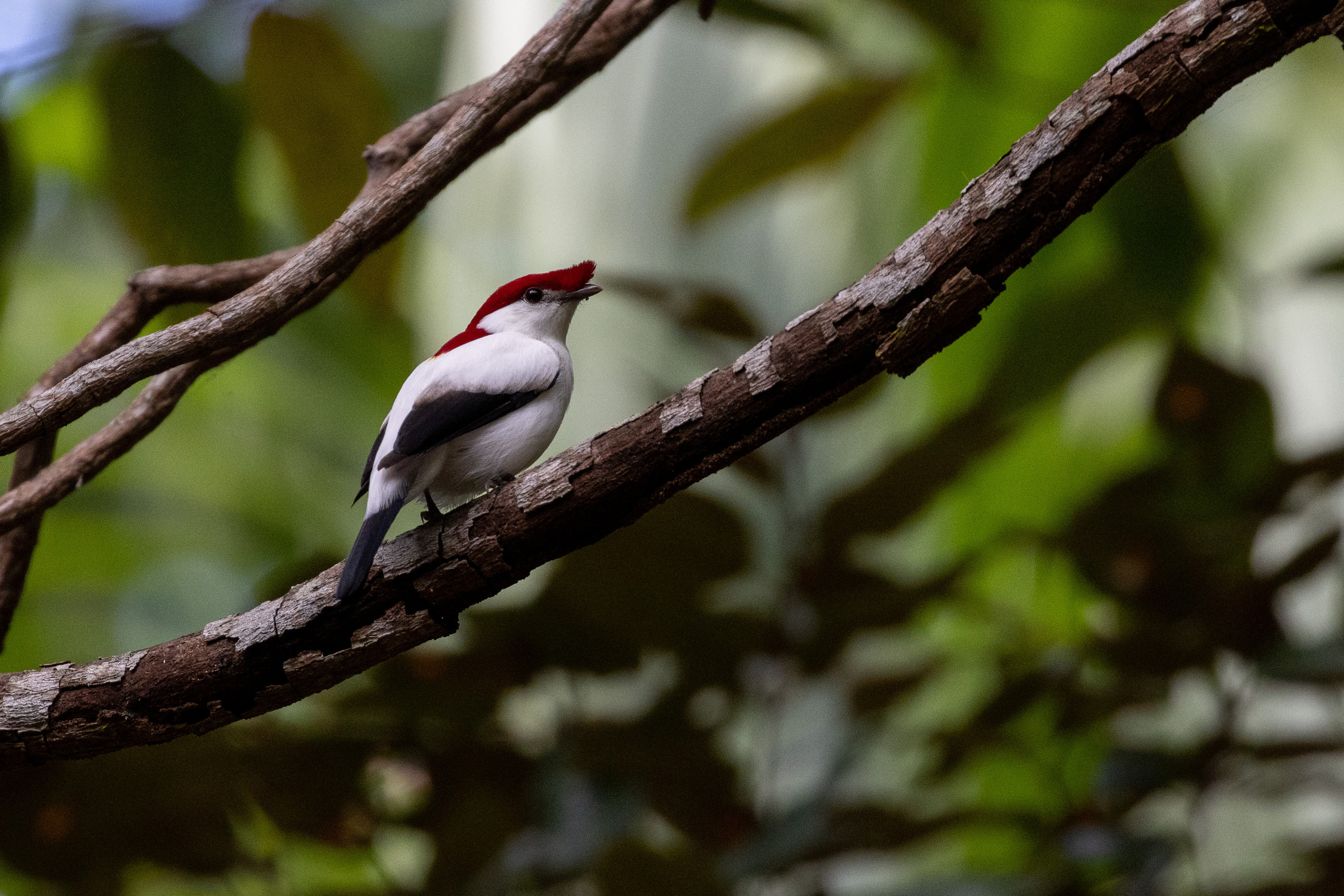 Araripe Manakin illustration