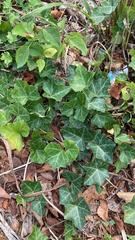 Hedera helix