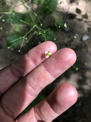 Alisma
