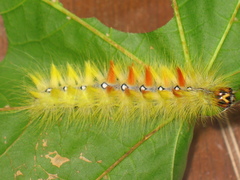 Acronicta aceris