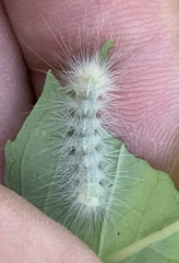 Spilosoma