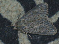 Acronicta aceris