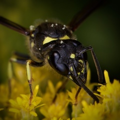 Ancistrocerus