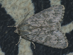 Acronicta aceris