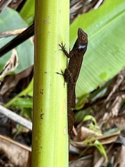 Anolis cristatellus