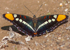 Adelpha eulalia