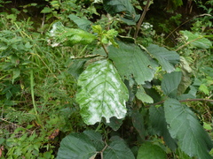 Erysiphaceae