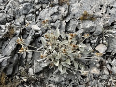 Pentanema verbascifolium