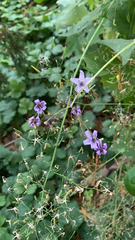 Geranium pyrenaicum
