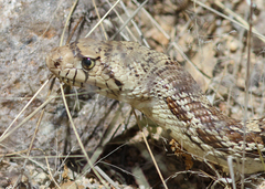 Pituophis catenifer affinis