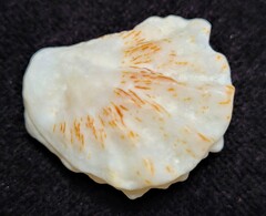 Plicatula gibbosa