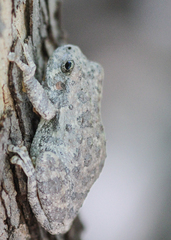 Hyla arenicolor