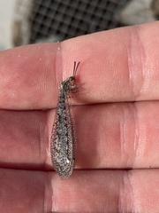 Brachynemurus nebulosus
