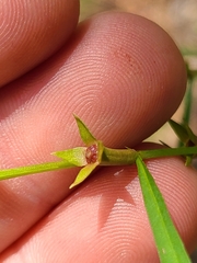 Ludwigia linearis