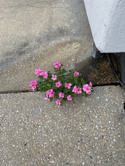 Catharanthus roseus