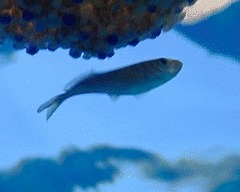 Trachurus