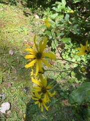 Helianthus angustifolius