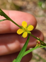 Ludwigia linearis