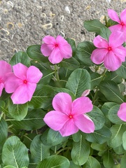 Catharanthus roseus