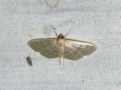 Herpetogramma pertextalis