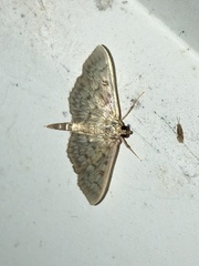 Herpetogramma pertextalis