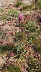 Cirsium andersonii