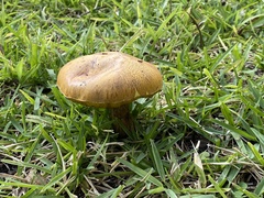 Boletus subvelutipes