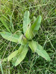 Asclepias viridis
