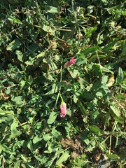 Convolvulus arvensis