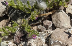 Calibrachoa parviflora