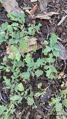 Phacelia hydrophylloides