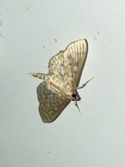 Herpetogramma pertextalis